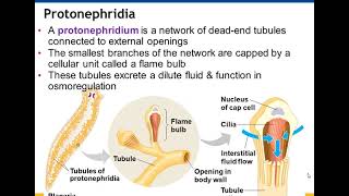 Chapter 44 Osmoregulation and Excretion [upl. by Cosme]