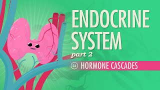 Endocrine System Part 2  Hormone Cascades Crash Course Anatomy amp Physiology 24 [upl. by Teerpnam]