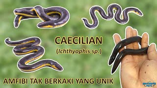 Caecilian Amfibi asli Indonesia yang unik dan tidak memiliki kaki mirip cacing besar alaska  🐸🐛 [upl. by Bellis]