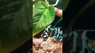 Dendrobates auratusподарочек 🎁 [upl. by Borek]