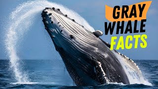 Amazing Facts About Gray Whale [upl. by Airyt]