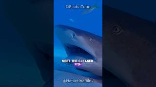 The Cleaner Fish shorts fish ocean wildlife [upl. by Ttoille]