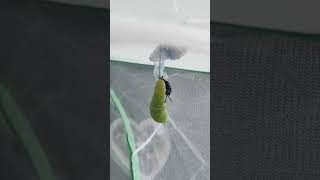 Live Monarch Chrysalis forming [upl. by Ruthann593]