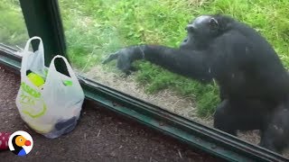 SMART Chimp Asks Zoo Visitors For Drink  The Dodo [upl. by Yellac]