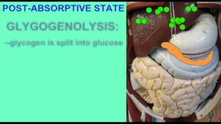 METABOLISM ABSORPTIVE AND POSTABSORPTIVE STATES [upl. by Maillij353]