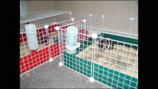 Guinea Pig cages CampC Cubes and Coroplast [upl. by Emina]