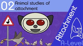 Animal studies of attachment Lorenz and Harlow  Attachment ALevel Psychology [upl. by Itoyj776]