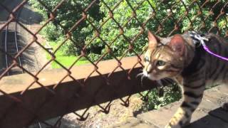 Leash Trained Bengal Cat Romeo [upl. by Proudman411]