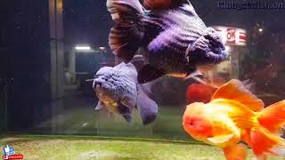 Thailand general fish farm shogun style  Goldfish club [upl. by Redna]