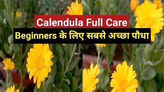 Calendula Plant Full Care Tips केलेंडूला पौधे की देखभाल shyamagardennvlog [upl. by Rennob]