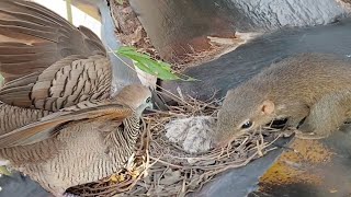 Dove birds Protect the first baby in the nest  Full Video Baby Birds Dove 🐣🐿😭 [upl. by Ehcadroj816]