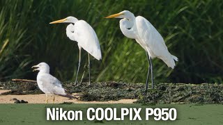 Nikon COOLPIX P950 07272023 [upl. by Doniv]