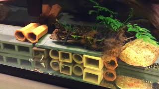 Wild Caught L134 Leopard Frog Pleco Tank [upl. by Eiggem]