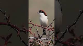 The woodchat shrike Lanius senator singing [upl. by Atteuqehs]