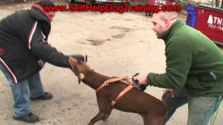 Trained Doberman Pinscher Personal Protection for Sale K91com [upl. by Ecertap]