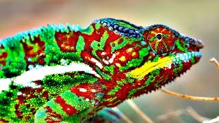 How Do Chameleons Change Color [upl. by Peper]