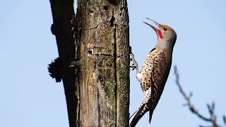 Woodpecker Pecking and Calling  Northern Flicker Redshafted Flicker [upl. by Nesilla]