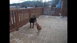 Shar pei amp chicken playing [upl. by Almallah]