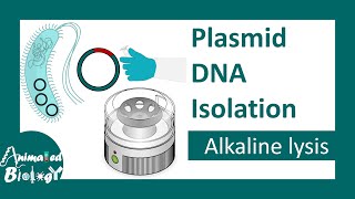 Plasmid DNA isolation  Alkaline lysis method  molecular biology [upl. by Sonitnatsnok]