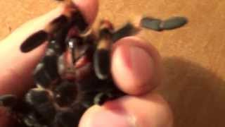 Mexican red knee tarantula handling [upl. by Norrehc]