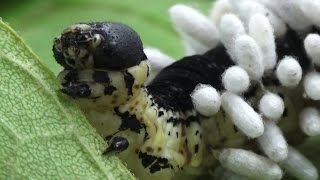 Hyperparasitoid Chalcid Wasps emerging from Braconid Wasp cocoons [upl. by Gapin]