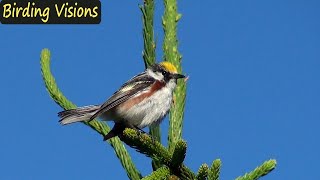 Song of Chestnutsided Warbler  Mt Rogers  Birds of Virginia [upl. by Yraccaz]