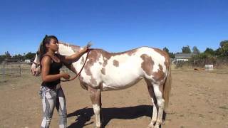 How to Mount a Horse Bareback [upl. by Eceer]