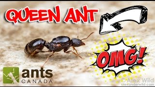 How to Catch A Queen Ant [upl. by Adnawaj]