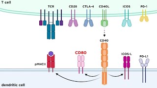 Types of Immune Cell Receptors [upl. by Glassco]