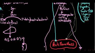 Osteoporosis  Dr Apsimo Lecturemp4 [upl. by Aihsekyw]