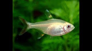 Albino Pristella Tetras and new Endlers Livebearer [upl. by Arikihs286]