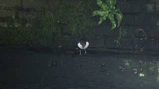 White throated Dipper Waterspreeuw Zoetermeer The Netherlands Luuk Punt 231125 1 [upl. by Alah]