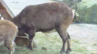 Maned Wolf Manchurian crane Water Ox Nandu Alpine Ibex Augsburg Zoo [upl. by Katinka]