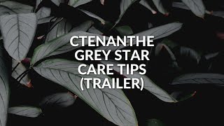 Ctenanthe Grey Star Plant Care Tips  Trailer  shorts [upl. by Rafaj849]