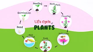 Life cycle of Plants  How Does a Plant Grow  Pollination and Fertilization in Plants [upl. by Sirkin]