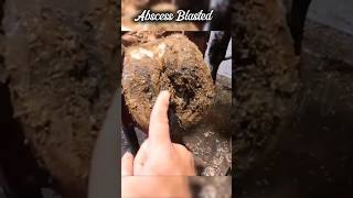 Hoof Abscess Blasted Hoof Trimming hoof hooftrimming cow farming ytshorts shorts trending [upl. by Ruenhcs455]