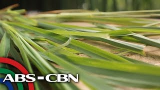 Salamat Dok Health benefits of Lemongrass  Cure Mula sa Nature [upl. by Joice]