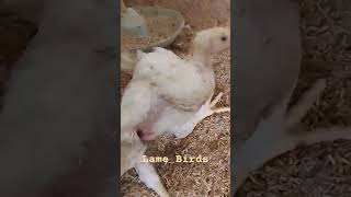 Lameness Issue  Enteric Problem  Broiler Health [upl. by Malinde497]