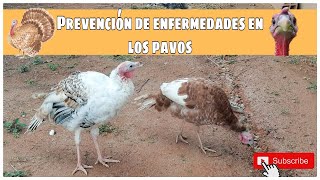 ¿esta enfermo mi pavo medicamento super efectivo para aliviar guajolotes o pavos [upl. by Ned707]