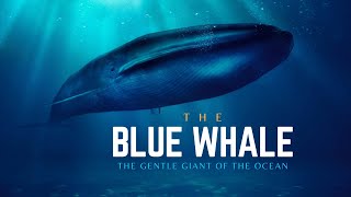 Blue Whale  The Gentle Giant of the Ocean  Hindi  Infinity Stream [upl. by Etty583]