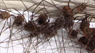 Daddy Long Legs Opiliones Harvestmen Oh My creepy spider like things clumped together [upl. by Akirdnuhs]