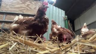 Chickens peckin’ n scratchin’  POV [upl. by Chandos]