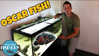 Moving 75 GALLON OSCAR FISH TANK to NEW FISH ROOM [upl. by Ranilopa655]