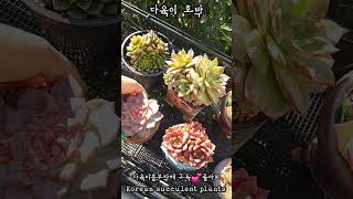 오  놀랍게 예쁜 다육이 호박💕 Korean succulent plants [upl. by Feodora]