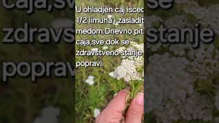 Čaj za jetru Recept 🍵Tea for the liver  Recipe 🌿ZdravUmTeloDusa [upl. by Nnorahs]