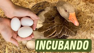 Habrán Nacido los Pollitos de Nuestras Ocas y Gallinas [upl. by Aihsekan419]