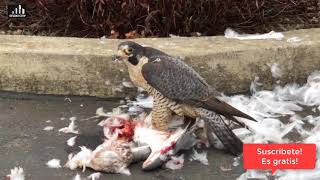 Peregrine Falcon vs Seagull  Falcon vs Gaviota [upl. by Ssecnirp299]