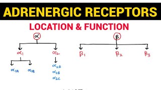 Autonomic Pharmacology  13  Adrenergic Receptors amp their Distribution  EOMS [upl. by Nicholl]