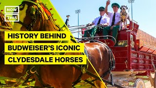 The History Behind Budweisers Iconic Clydesdale Horses [upl. by Kaspar]