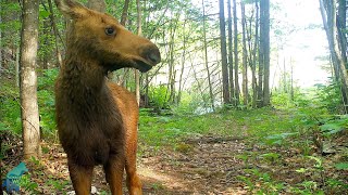 Northwoods creatures over a 15 month period in wild remote country [upl. by Pattison]